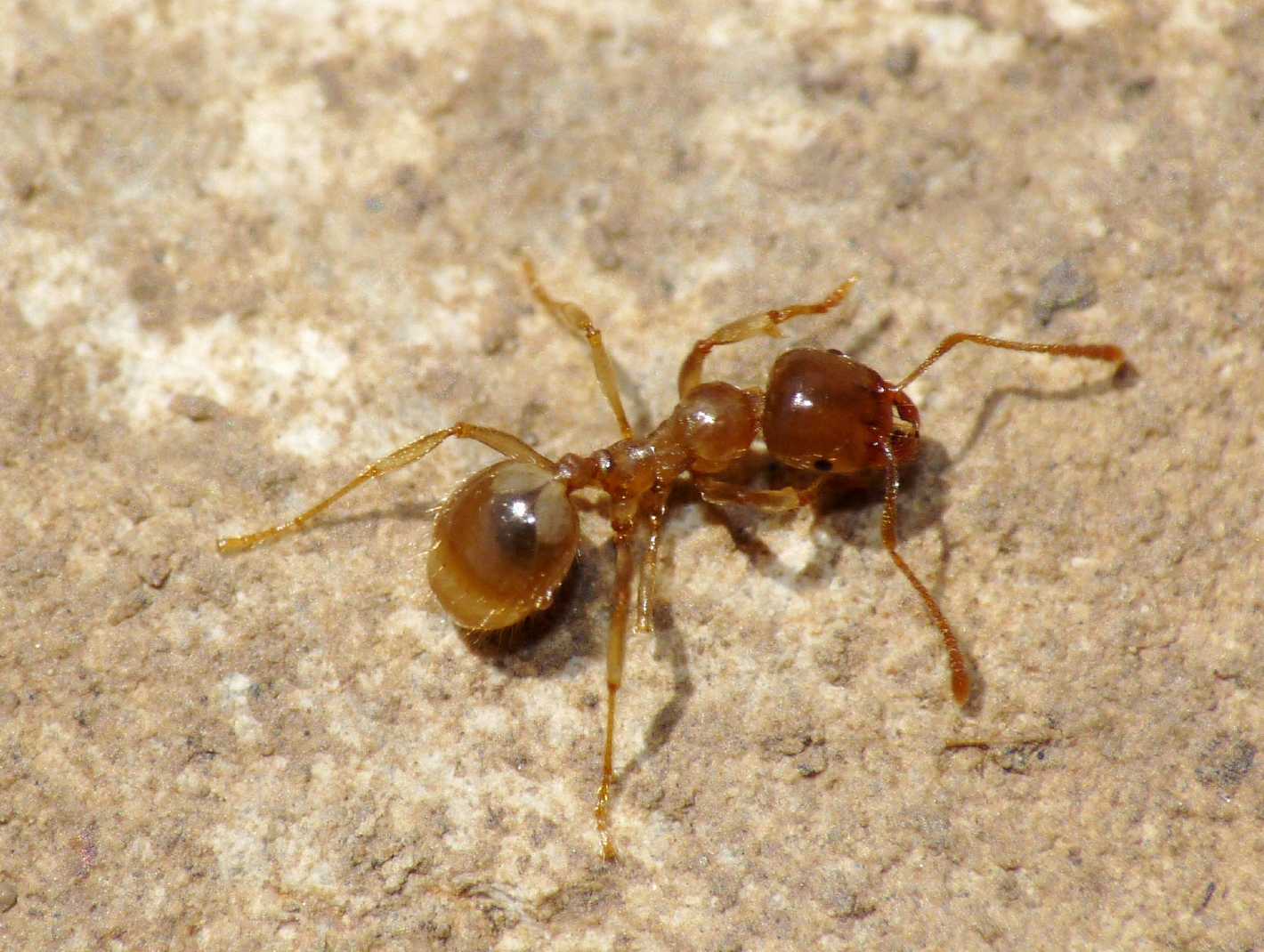 Aphaenogaster subterranea